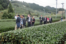 Tea Industry and Culture Exchange Tours