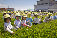 The Seasonal First Tea Festival and Tea Harvesting Program