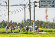 新茶香る茶畑ウォーク