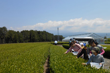 Green Tea Tourism（official tour program）